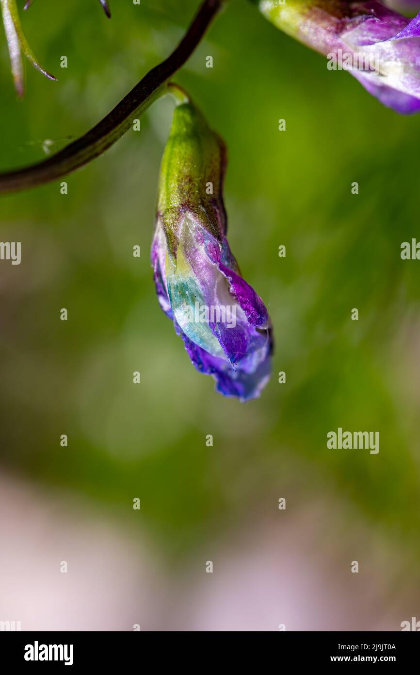 Lathyrus vernus fleurit dans le pré, pousse en gros plan Banque D'Images