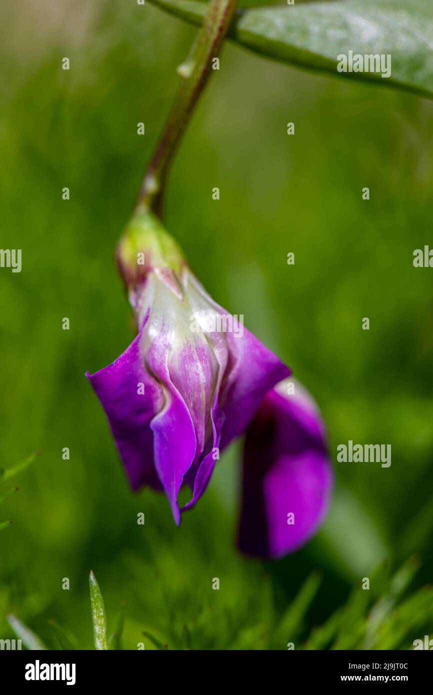 La fleur de Lathyrus vernus grandit dans les prés, pousse en gros plan Banque D'Images
