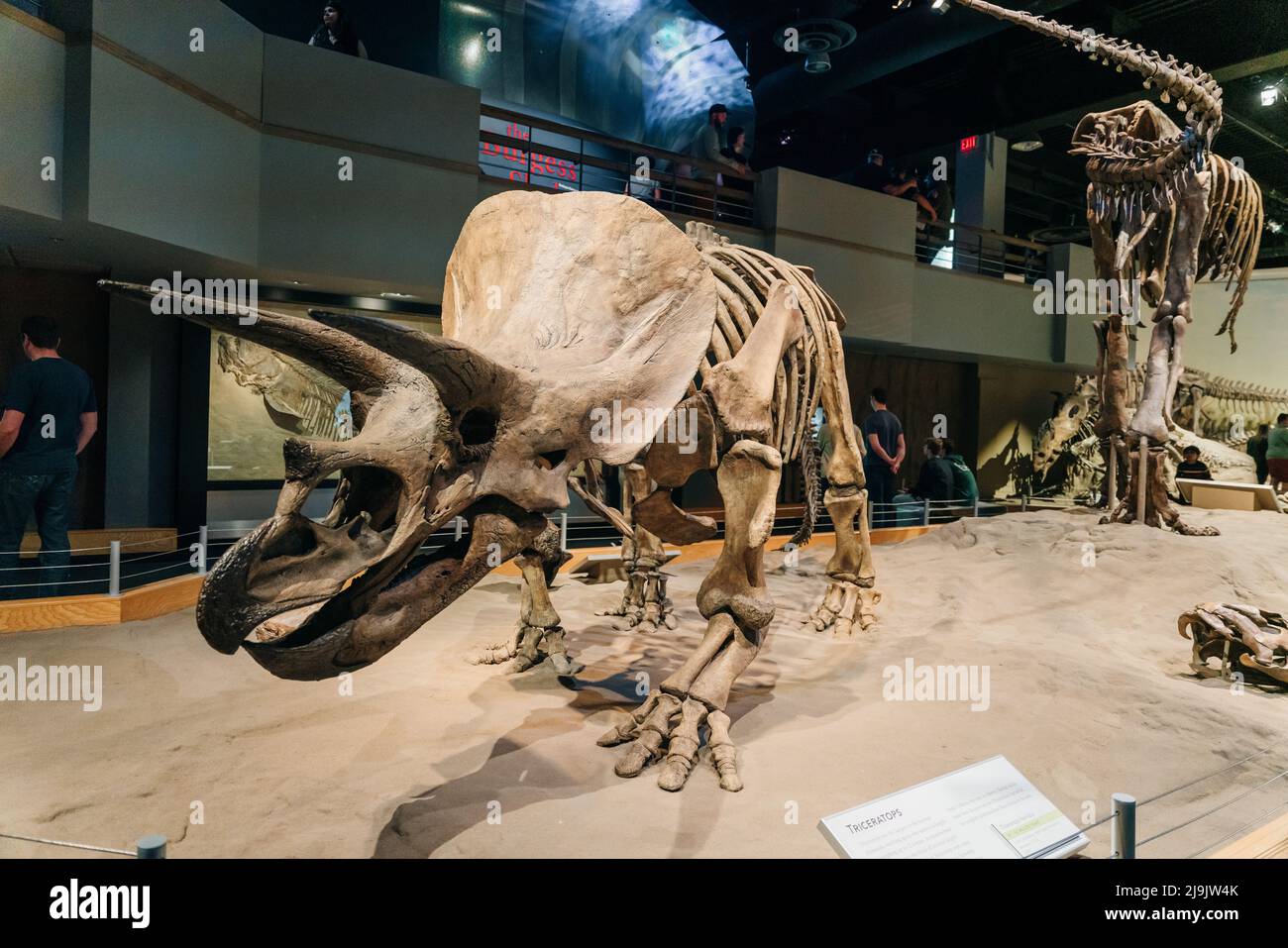 DRUMHELLER (ALBERTA) - mai 2022 - Triceratops se préparant à se défendre, Royal Tyrrell Museum Banque D'Images