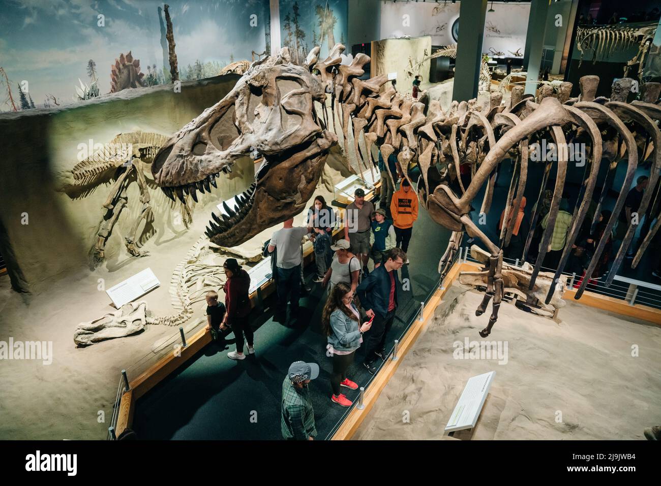 DRUMHELLER (ALBERTA) - mai 2022 - squelette d'Albertosaurus représenté comme courant Banque D'Images