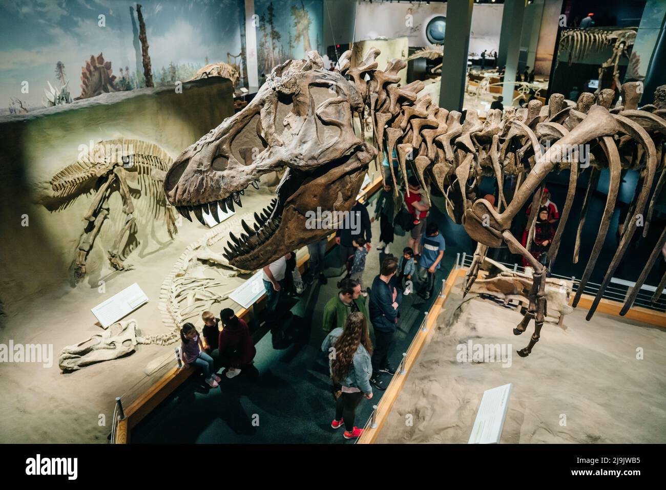 DRUMHELLER (ALBERTA) - mai 2022 - squelette d'Albertosaurus représenté comme courant Banque D'Images