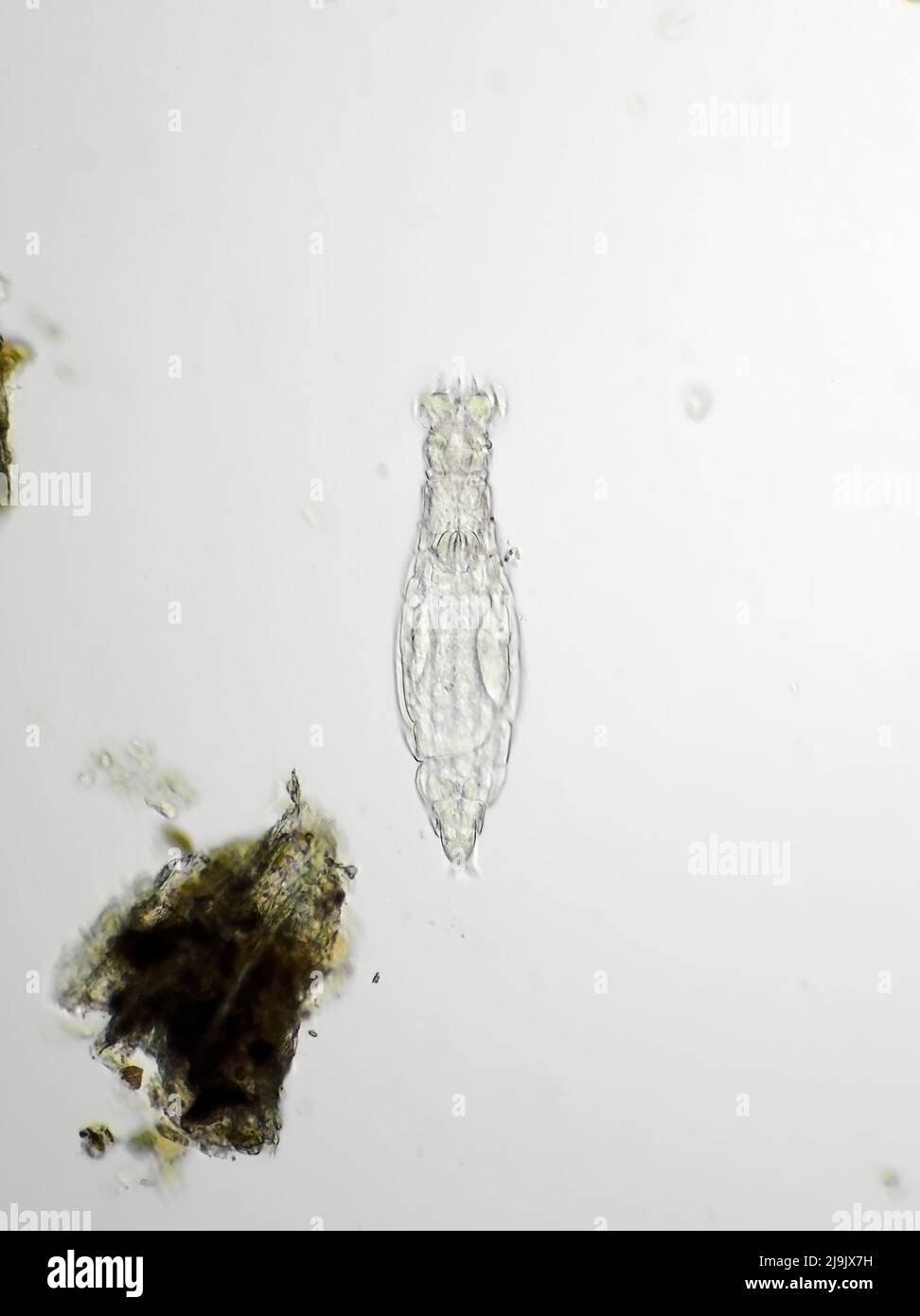 Rotifère bdelloïde au microscope Banque D'Images