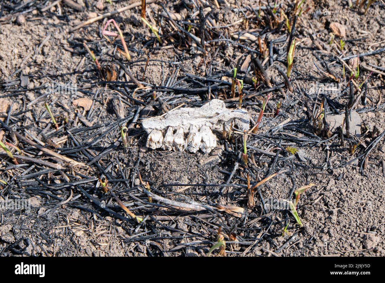 Partie du crâne, mâchoires d'un animal sauvage au sol, sur fond d'herbe brûlée après un incendie de forêt. Banque D'Images