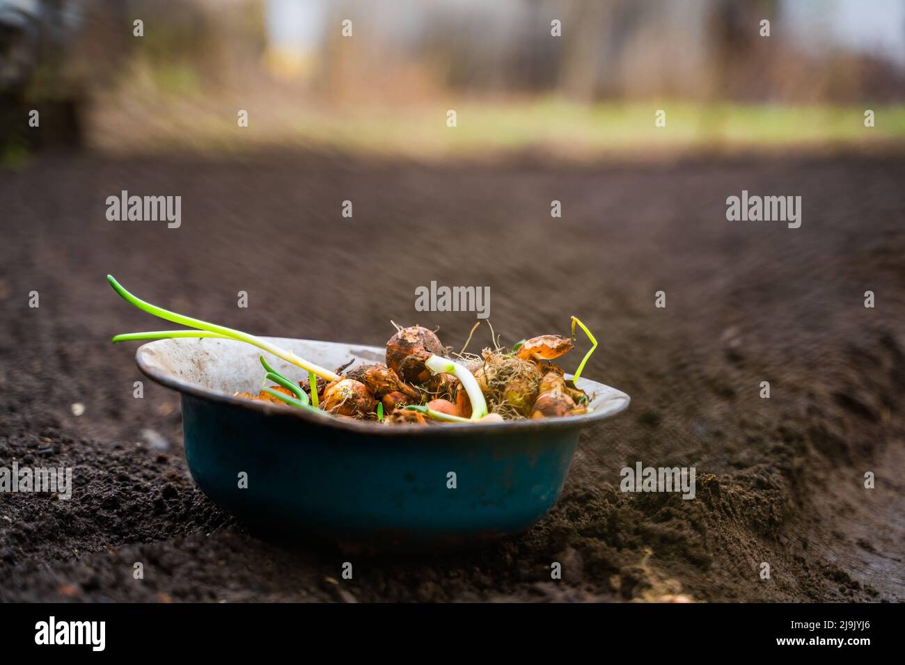 Un bol d'oignons préparé pour la plantation dans le sol au printemps Banque D'Images