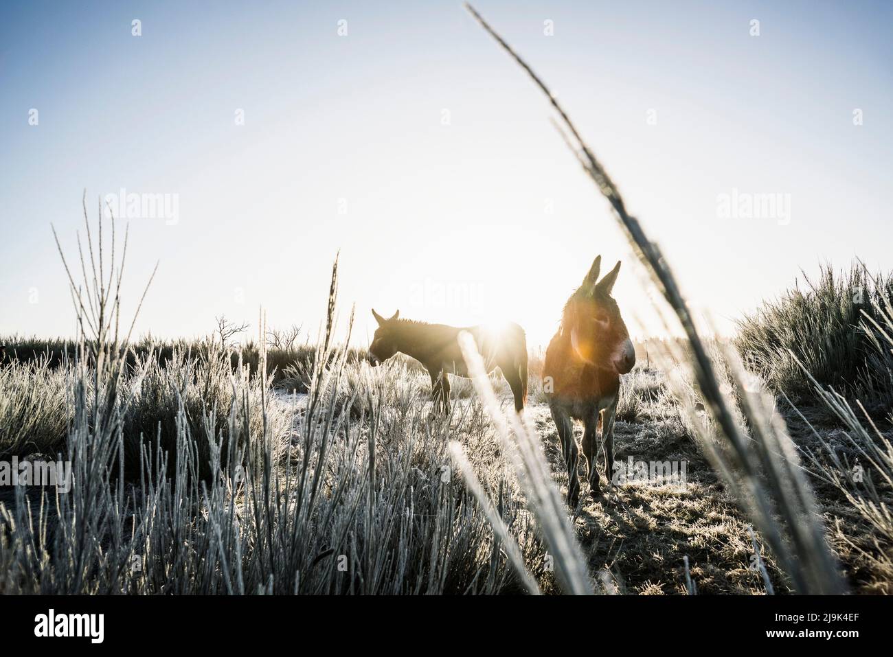 Ânes dans un champ rural ensoleillé et froid Banque D'Images