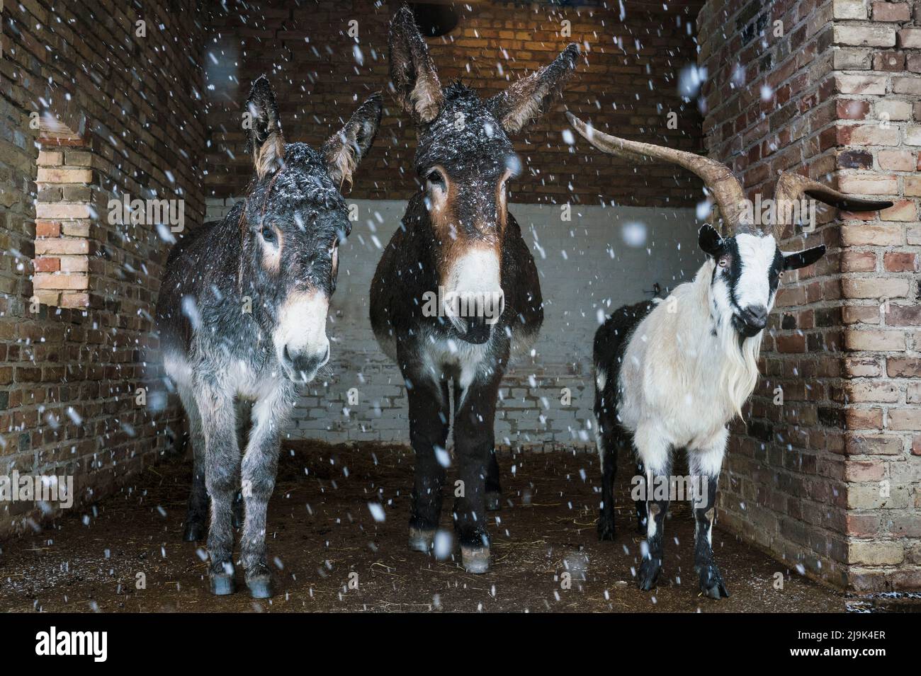 Portrait des ânes et des chèvres à l'abri de la neige dans la grange Banque D'Images