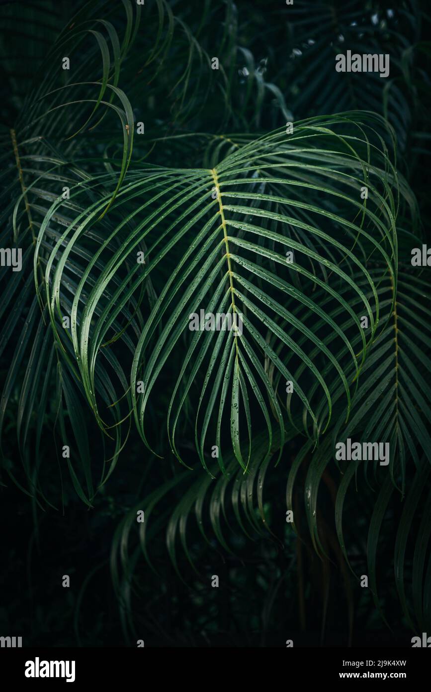 La texture des feuilles de palmier vert sur fond de forêt tropicale sombre Banque D'Images