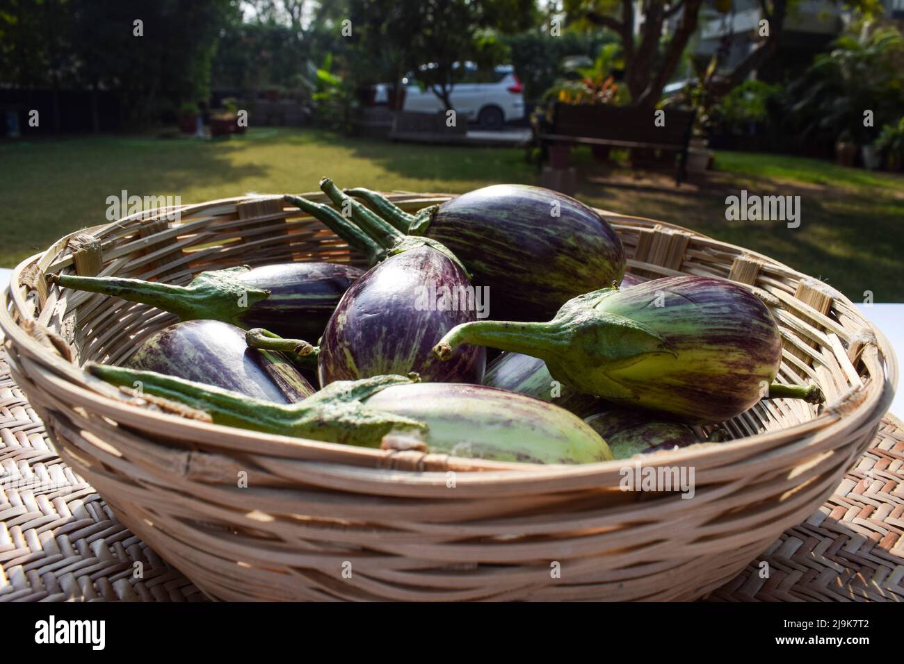 Brinjals de couleur dua à rayures violettes et vertes dans un panier.Aubergine ou légume d'aubergine du Gujarat de l'Inde d'Asie du Sud. Banque D'Images