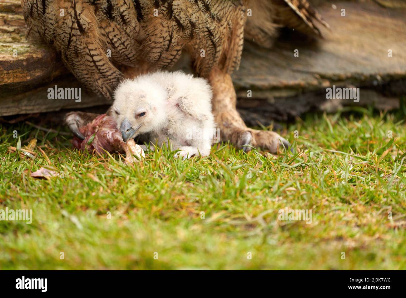 Hibou sauvage de l'aigle eurasien poussin à l'extérieur du poussin blanc est instable manger un morceau de viande.L'oiseau de six jours se trouve à côté des jambes de la mère. Banque D'Images