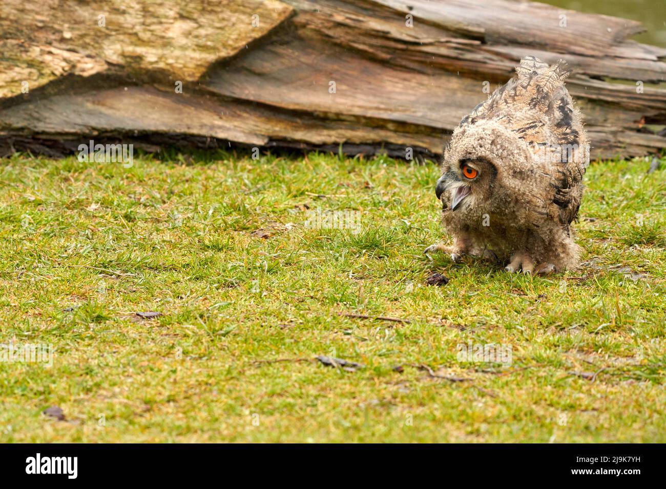 La chouette de l'aigle eurasien sauvage marche à l'extérieur devant un tronc d'arbre sous la pluie.Oiseau de proie de six semaines aux yeux rouges. Pluie, gouttes de pluie temps pluvieux. Banque D'Images