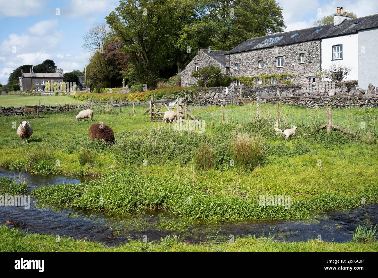 Cresson à côté d'un ruisseau dans la vallée de Cartmel, South Lakeland, Cumbria, Royaume-Uni Banque D'Images