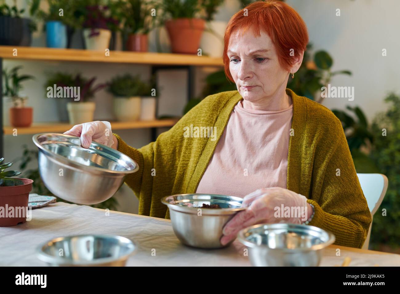 La femme mûre à poil rouge transplantant des semis dans de plus grands bols  à la table Photo Stock - Alamy