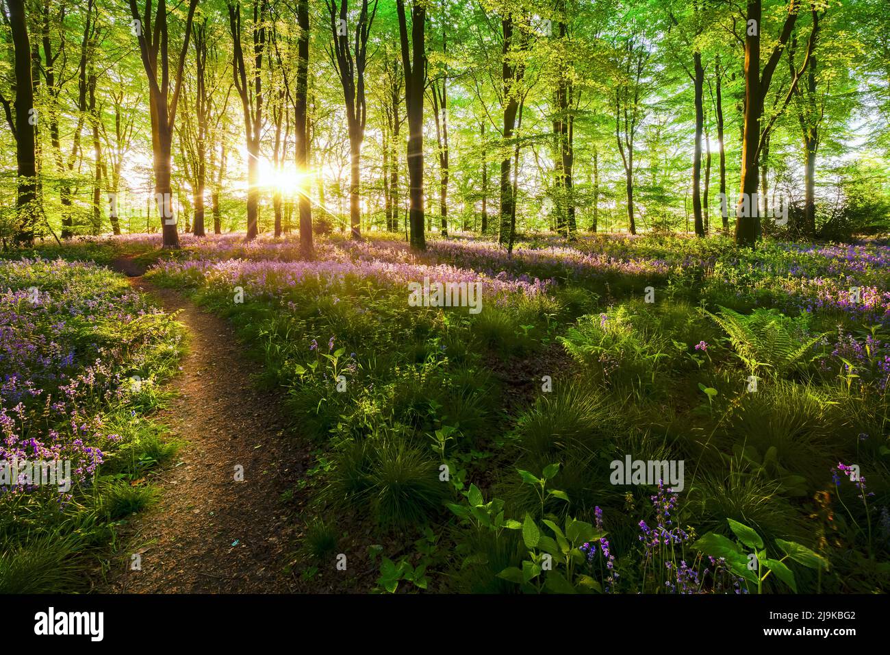 Magnifique paysage de forêt bluebell Dawn avec sentiers et sentiers naturels. La lumière du soleil se diffuse dans les arbres au printemps britannique. Voiture de fleurs sauvages pourpres Banque D'Images