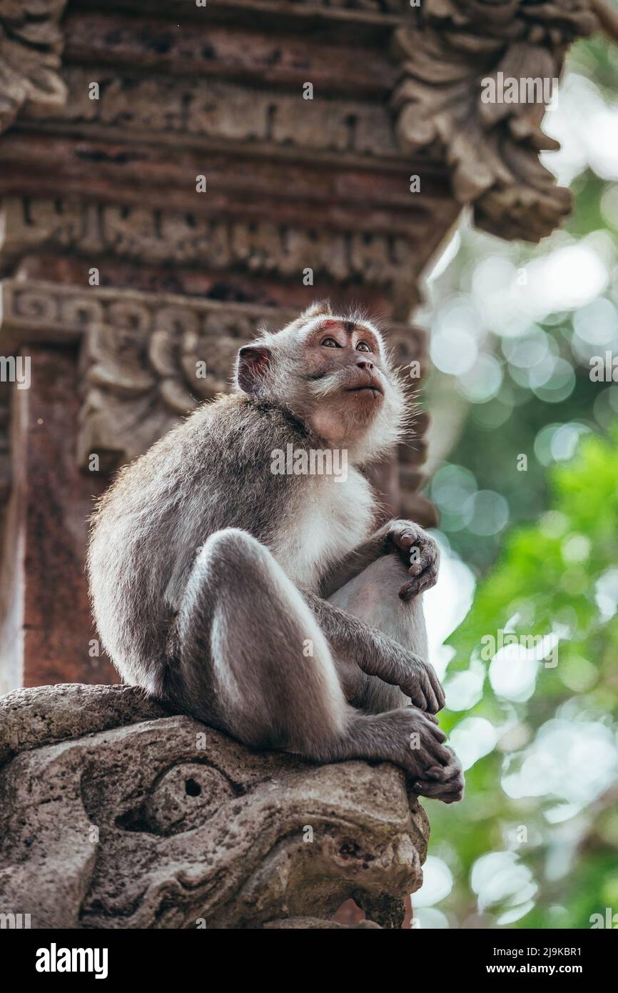 Singe adulte en fourrure assis sur un rocher dans un temple d'Ubud Bali Indonésie Banque D'Images