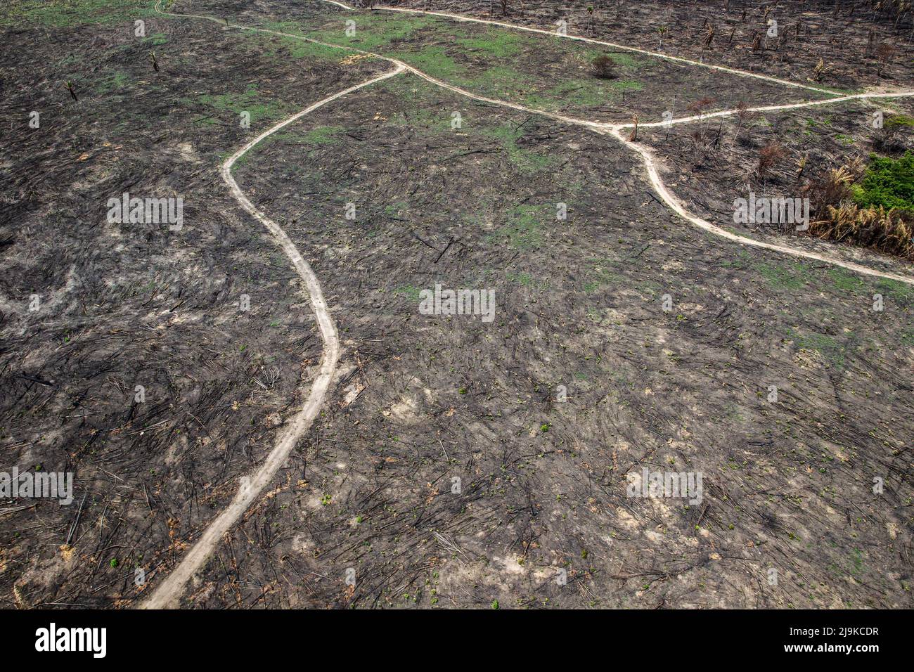 Déforestation de la forêt amazonienne. Morceau de terre brûlé au sol. Environnement, écologie, concepts climatiques. Banque D'Images