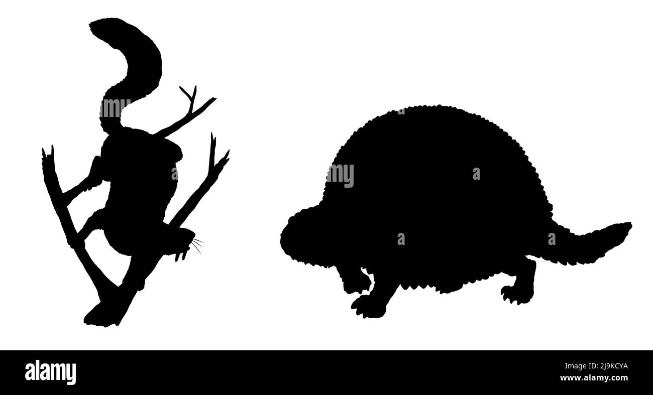 Animaux préhistoriques - écureuil saboté et glyptodon. Dessin avec des mammifères éteints. Mise en plan de silhouette. Banque D'Images