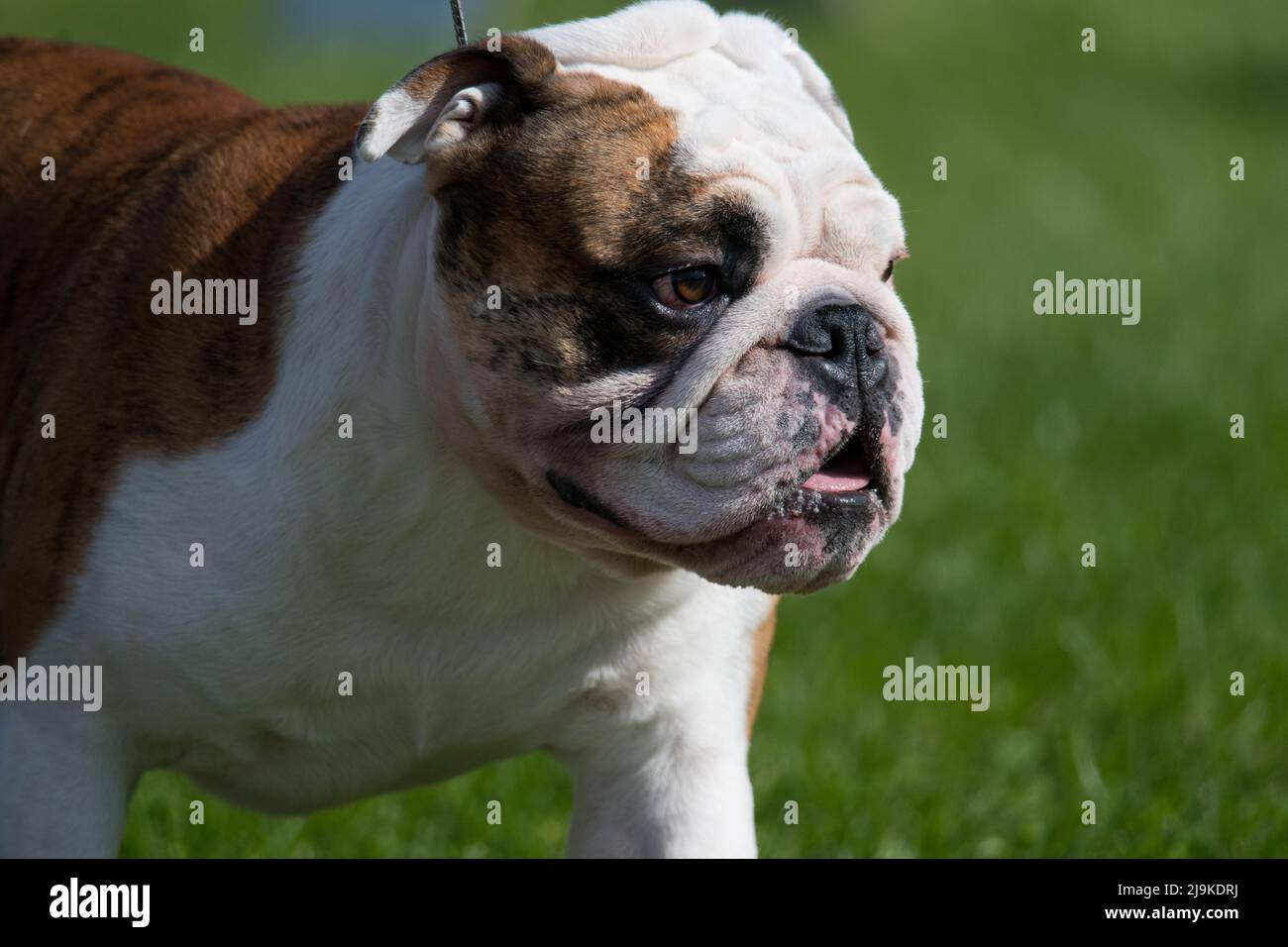 Gros plan sur le Bulldog lors d'un spectacle canin Banque D'Images