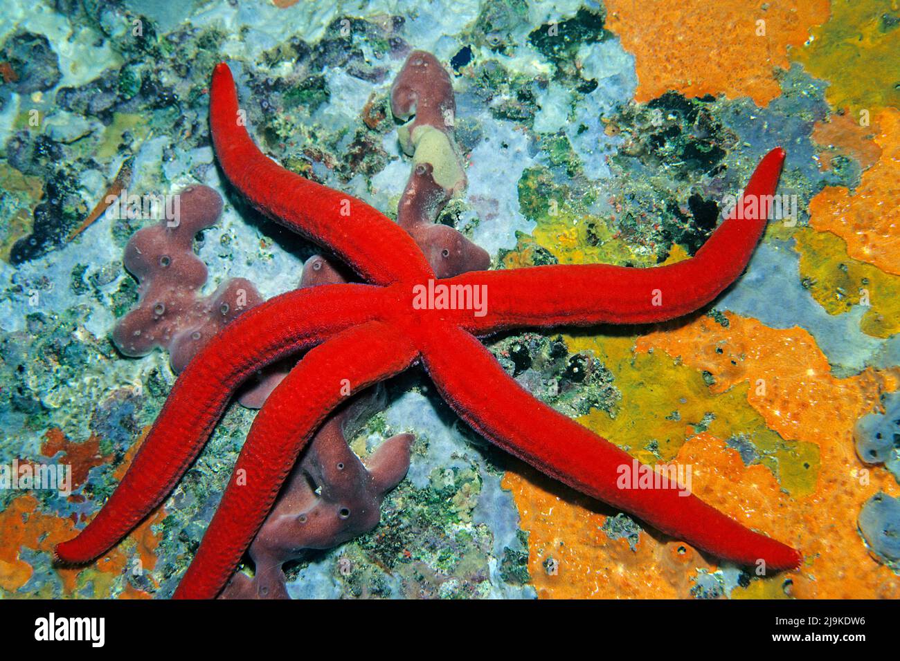 Red Starfish (Echinaster seposituus) dans un récif de corail méditerranéen, Corse, France, Mer Méditerranée, Europe Banque D'Images