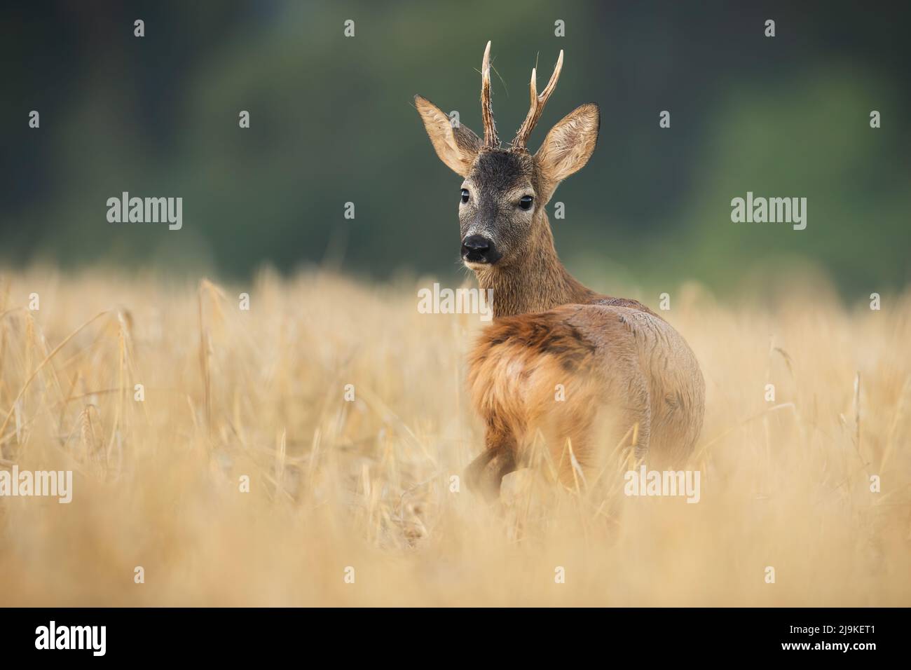Pied de cerf de Virginie debout dans un champ de grain jaune sec en regardant vers l'arrière Banque D'Images
