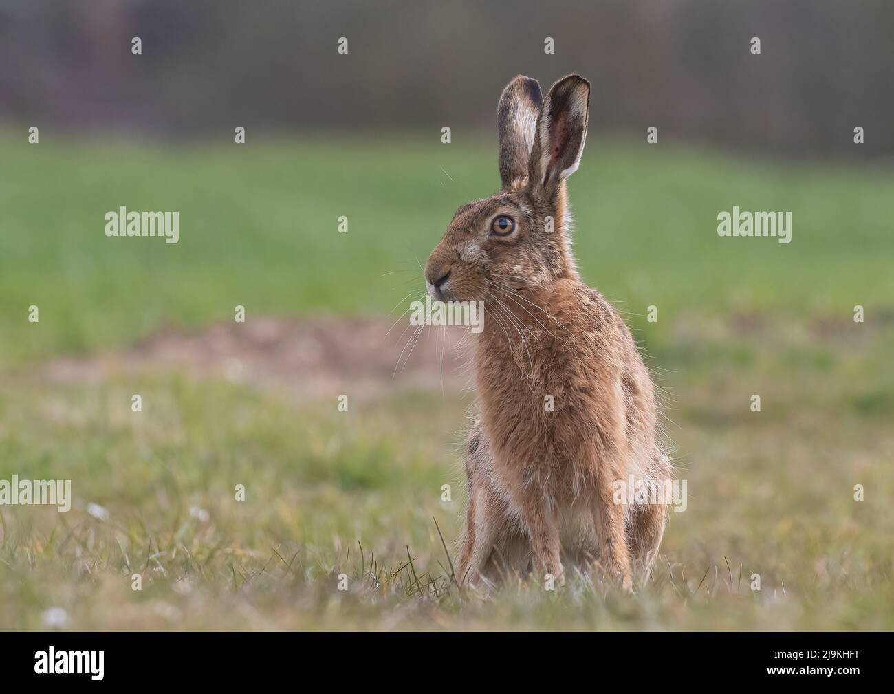 Un lièvre brun , avec des whiskers étonnants , assis très près et contemplant la caméra . Pris dans un pré Suffolk, Royaume-Uni Banque D'Images