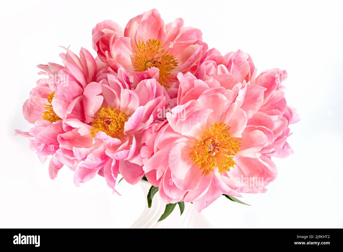 Un grand bouquet de magnifiques pivoines roses dans un vase blanc photographié sur un fond blanc Uni Banque D'Images