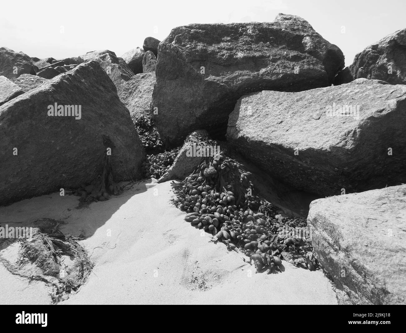 Rochers, coquillages et algues sur la plage en noir et blanc Banque D'Images