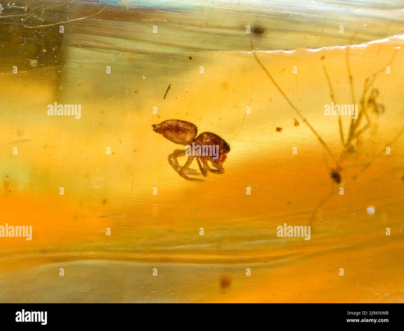 Araignée dans l'ambre Baltique Banque D'Images