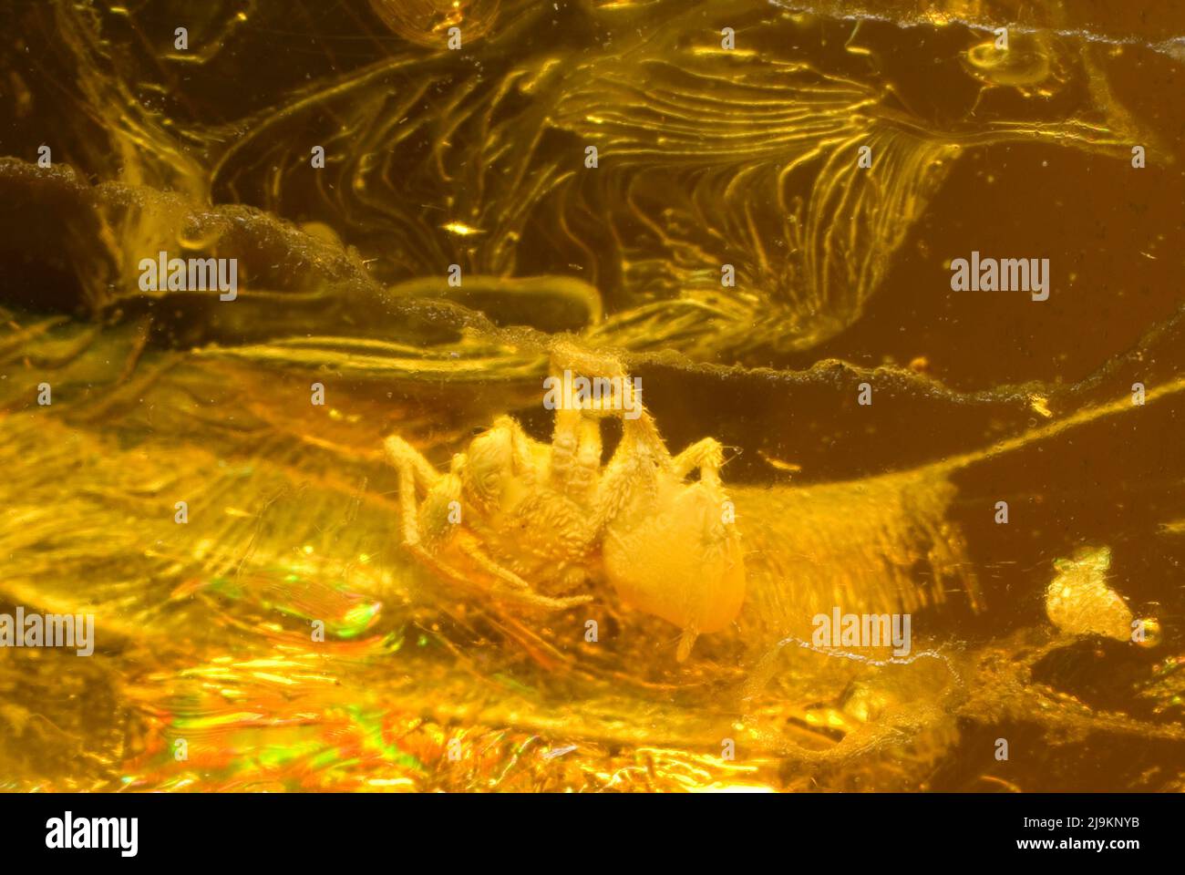 Araignée dans l'ambre Baltique Banque D'Images