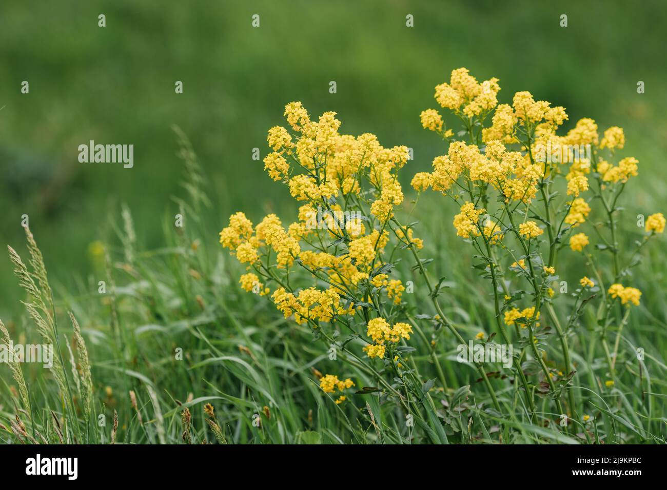 L'herbe de cresson ou de barbara est une plante jaune comestible qui fleurit au printemps sur les chaussées, les terres et les champs. Placer pour le texte. Photo de haute qualité Banque D'Images