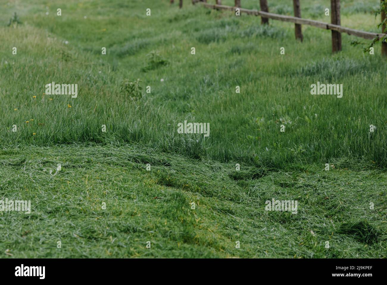 Tracez avec de l'herbe fraîchement coupée. Fauchage de l'herbe. Mise au point sélective. Photo de haute qualité Banque D'Images