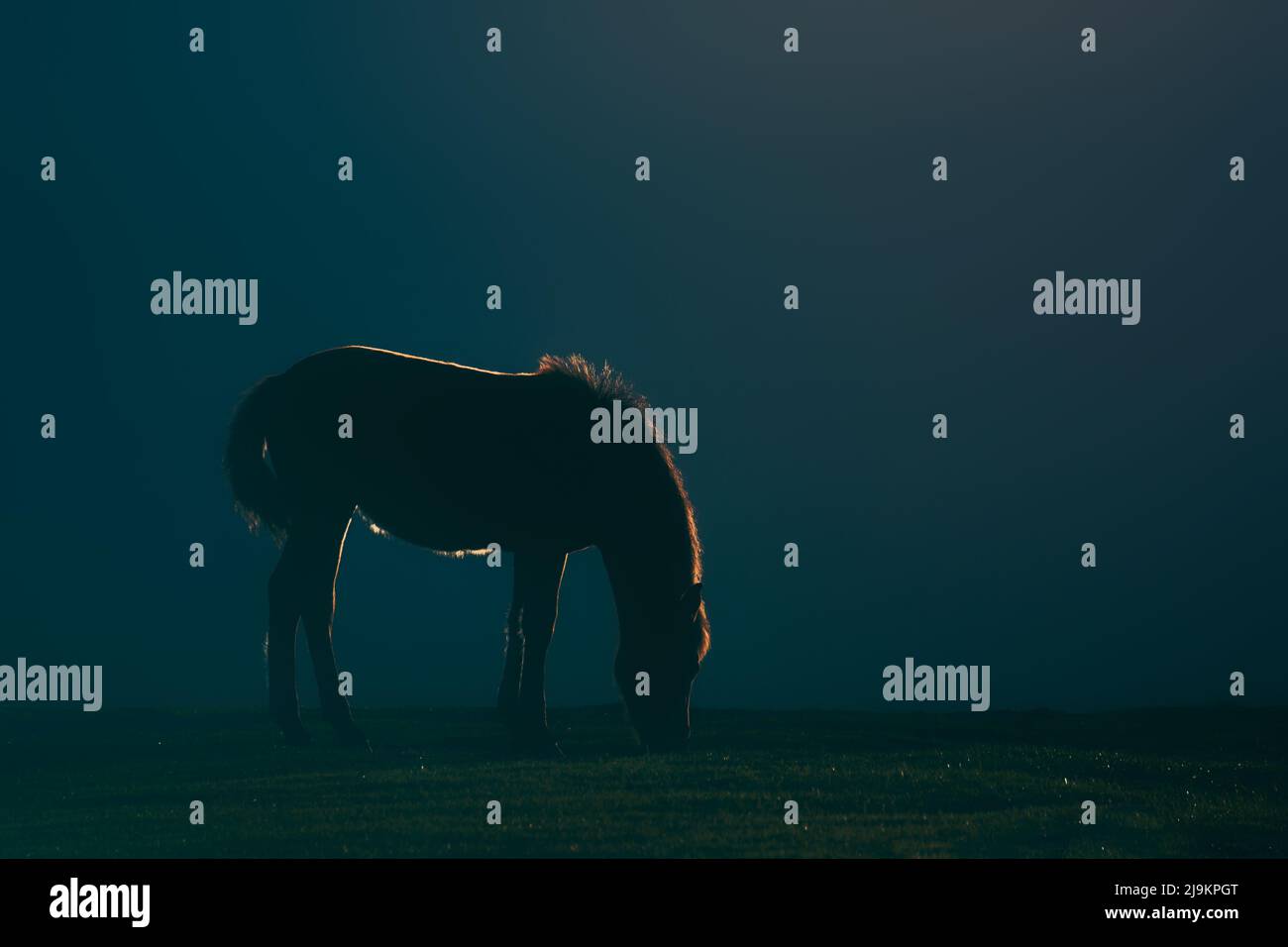 cheval avec crin illuminé au coucher du soleil avec rétroéclairage sur fond sombre Banque D'Images