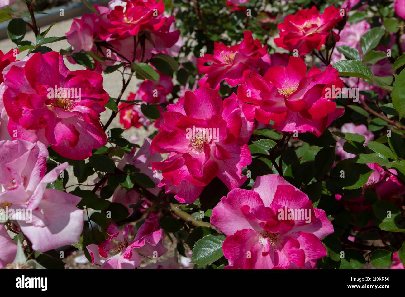MADRID, ESPAGNE - Mai 12,2022: Priscilla Burton floribunda rose avec peint à la main rouge rose veiné semi-double fleurs dans le jardin de roses Ramon Ortiz,Rosa Banque D'Images