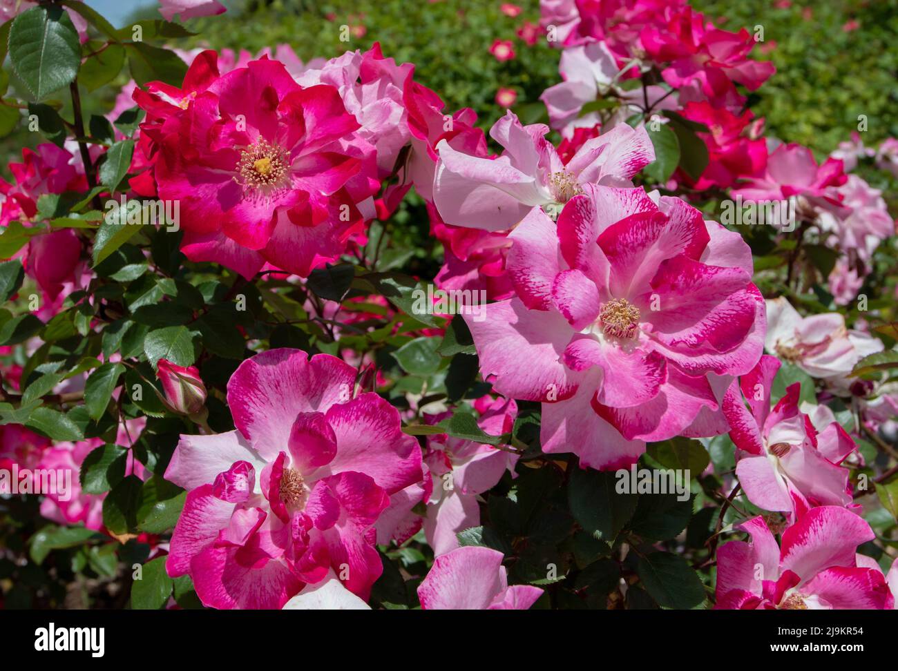 MADRID, ESPAGNE - Mai 12,2022: Priscilla Burton floribunda rose avec peint à la main rouge mélange veiné semi-double fleurs dans le jardin de roses Ramon O Banque D'Images