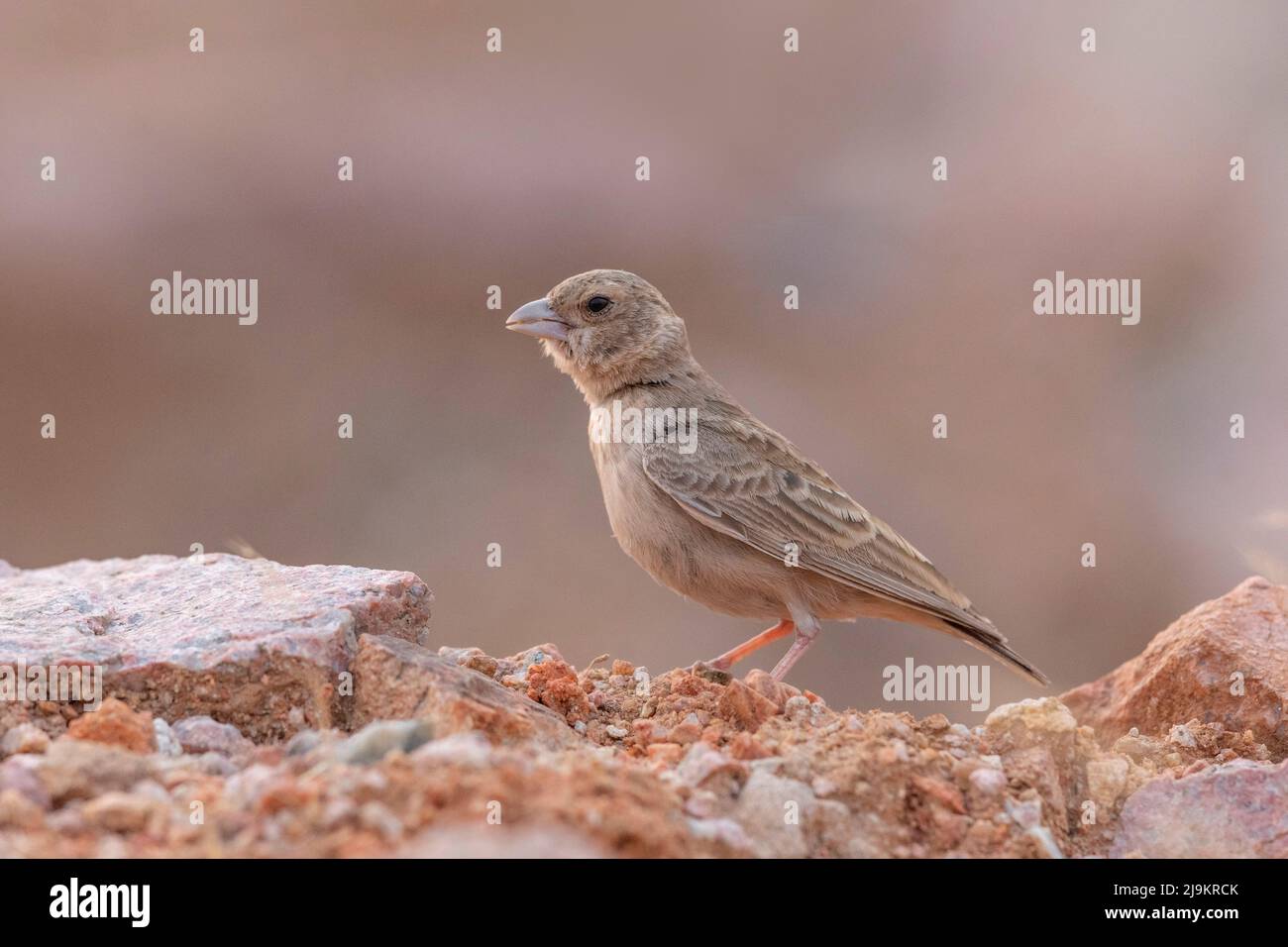 Femelle de larme d'armoise à couronne d'achy, Eremopterix griseus, sanctuaire d'ours de Daroji Sloth, Karnataka, Inde Banque D'Images