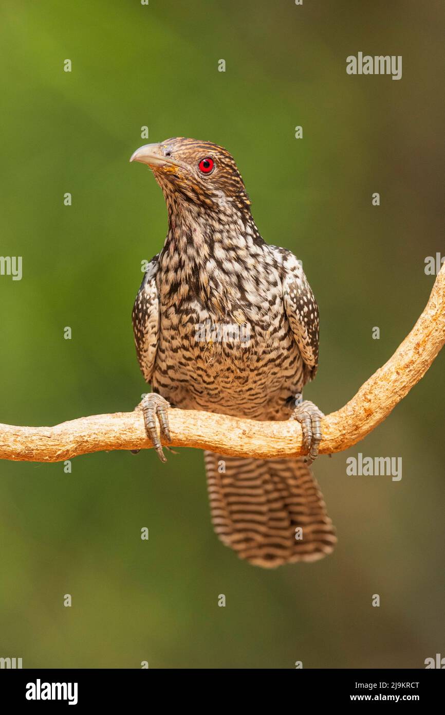 koel asiatique, femelle, Eudynamys scolopaceus, Daroji Sloth Bear Sanctuary, Karnataka, Inde Banque D'Images