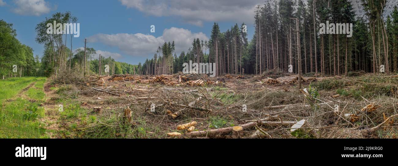 La développeuse a trié des grumes à la suite de dommages de conifères colis par la tempête Eunice dans l'hiver 2022 Kleuvenveen domaine près d'anderen aux Hollandais Banque D'Images