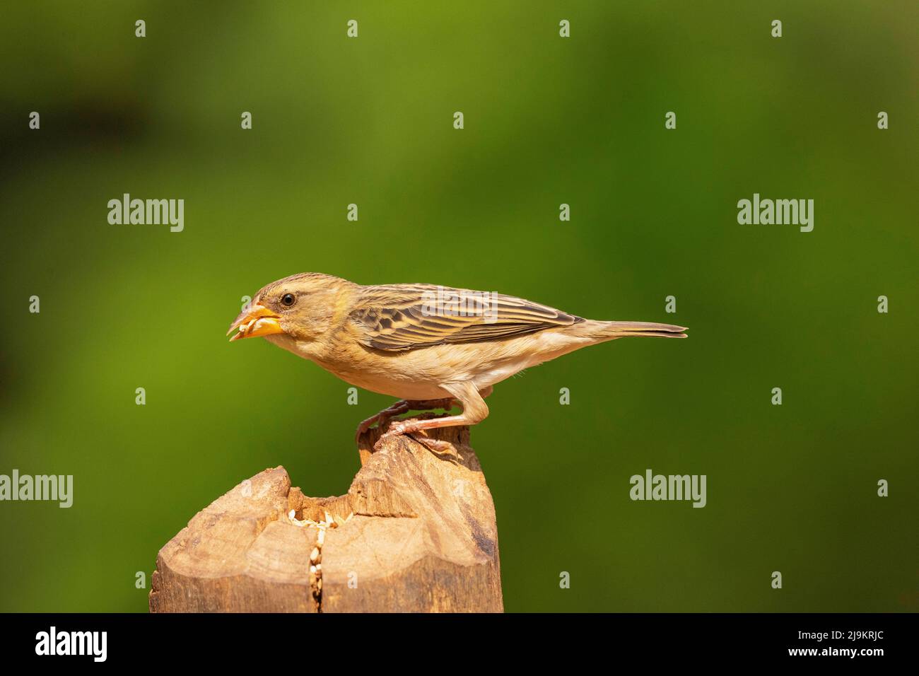 Baya weaver, Ploceus philippinus, Daroji Sloth Bear Sanctuary, Karnataka, Inde Banque D'Images