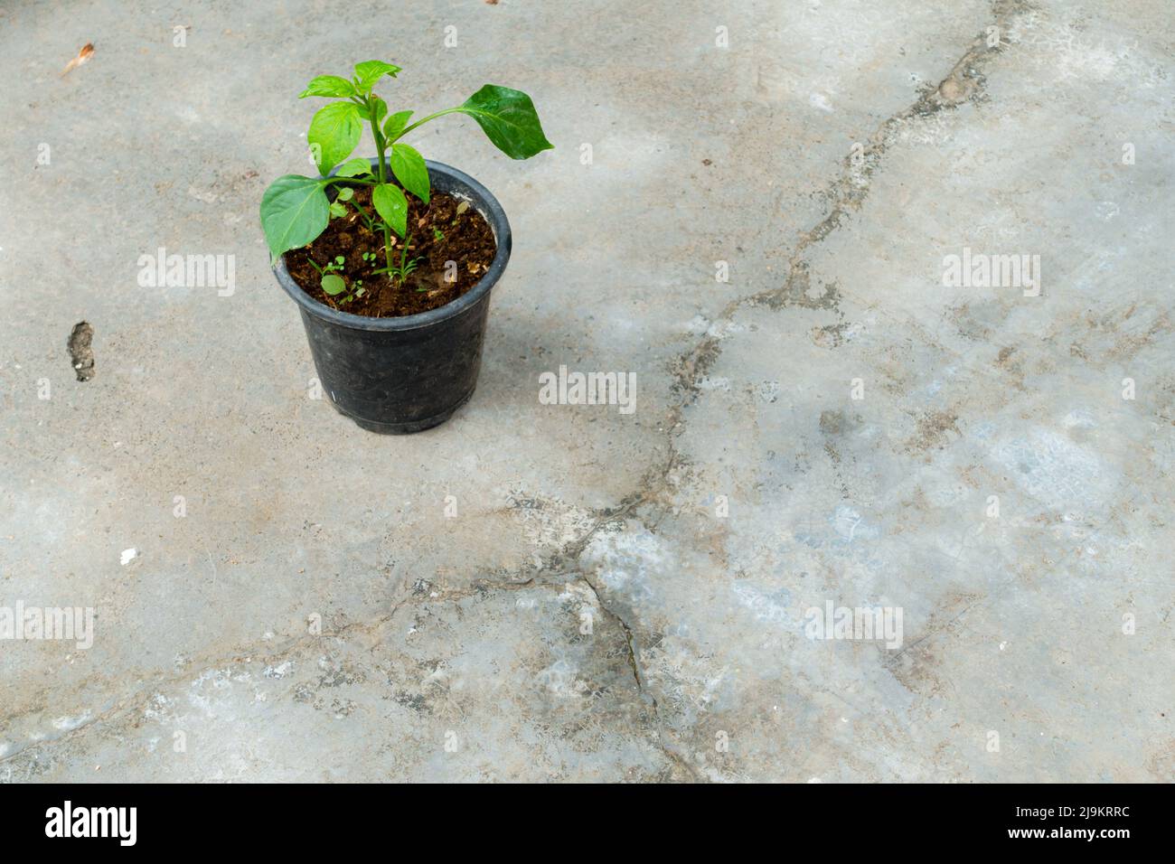 Une petite plante de Capsicum poussant sur un pot dans un ménage indien. Pot de plante vert isolé placé sur un sol en béton. Banque D'Images