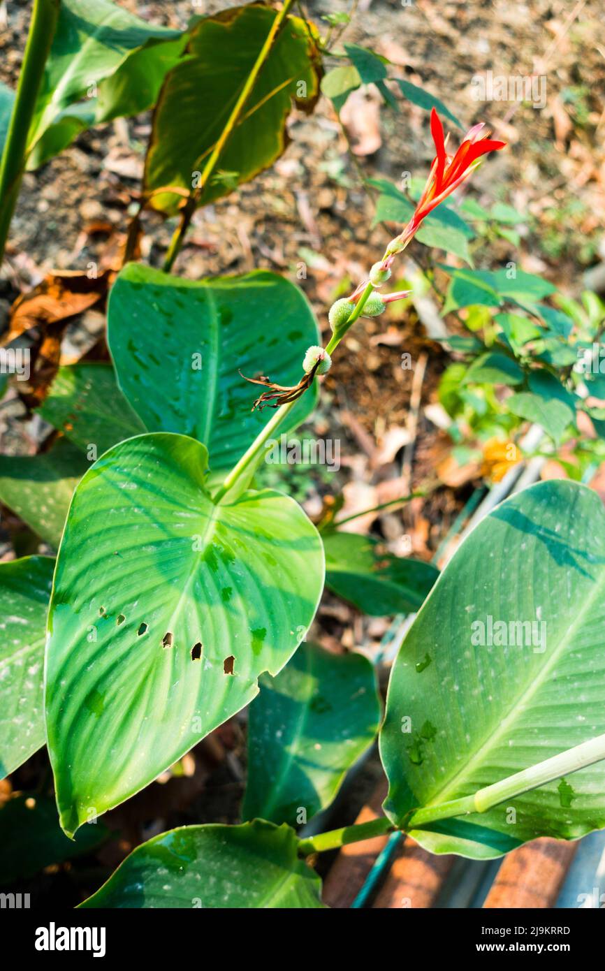 Un gros plan de fleurs, graines et feuilles de Canna indica, plante alimentaire maya, plante médicinale dans un jardin indien. Banque D'Images