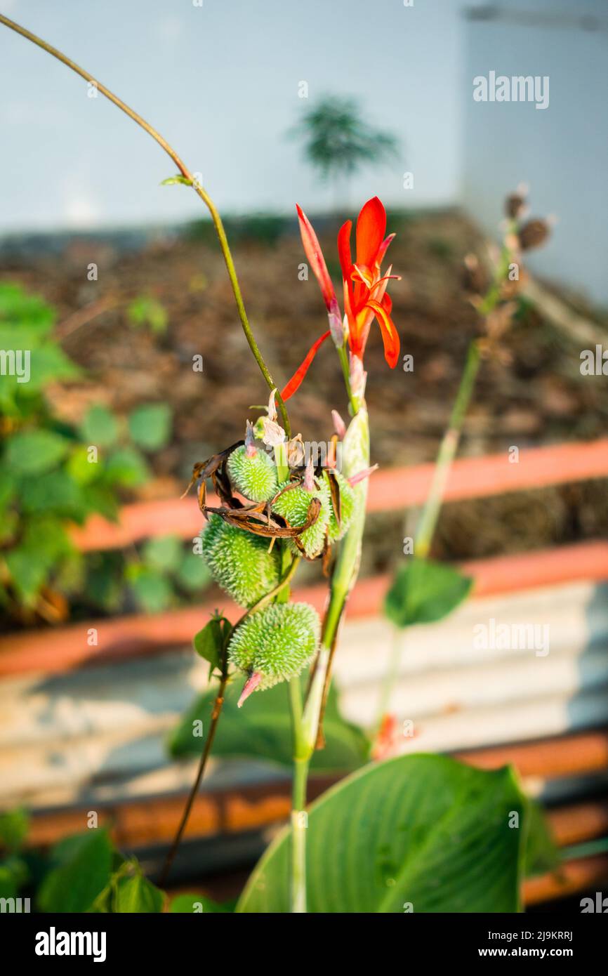 Un gros plan de fleurs, graines et feuilles de Canna indica, plante alimentaire maya, plante médicinale dans un jardin indien. Banque D'Images