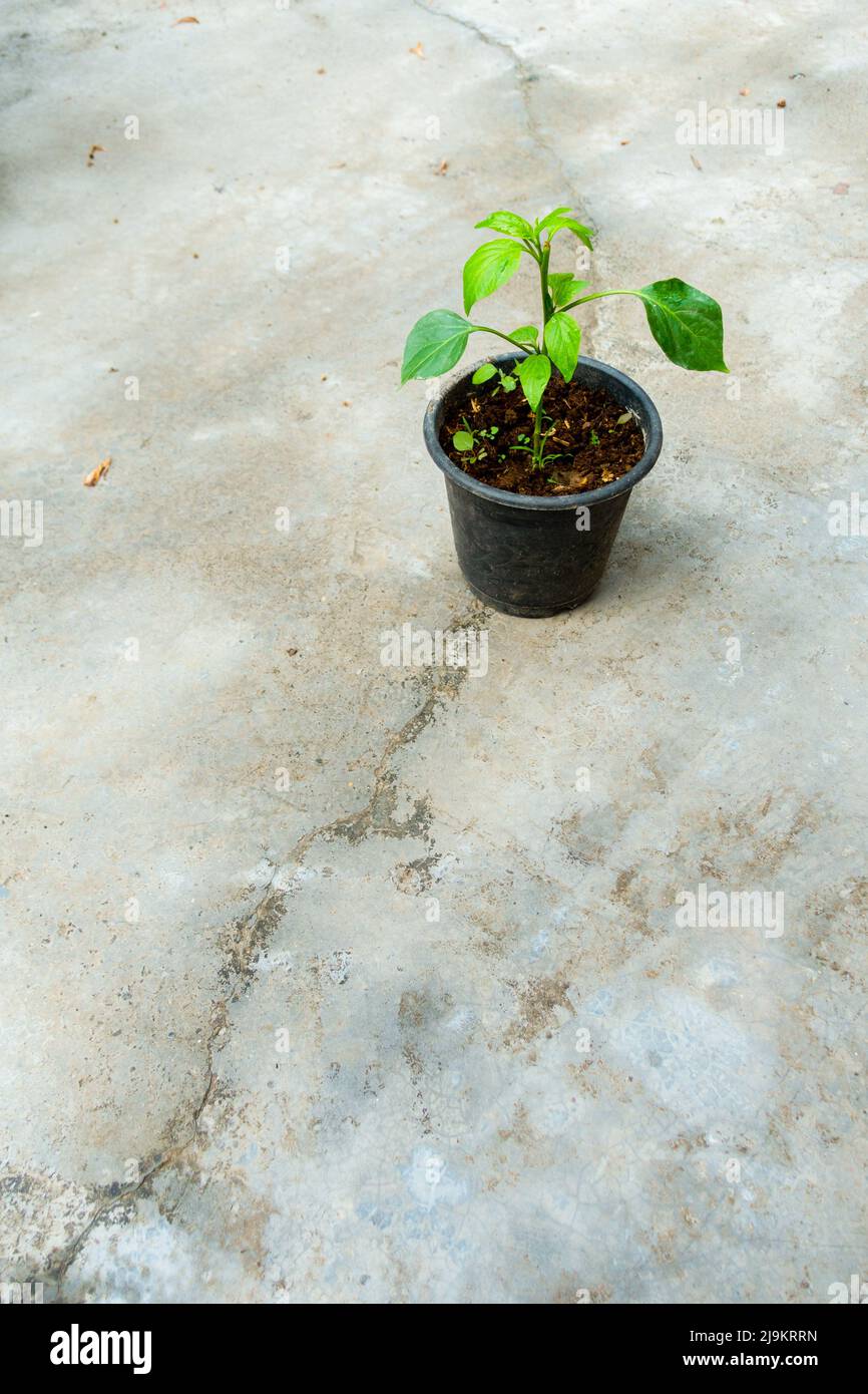 Une petite plante de Capsicum poussant sur un pot dans un ménage indien. Pot de plante vert isolé placé sur un sol en béton. Banque D'Images