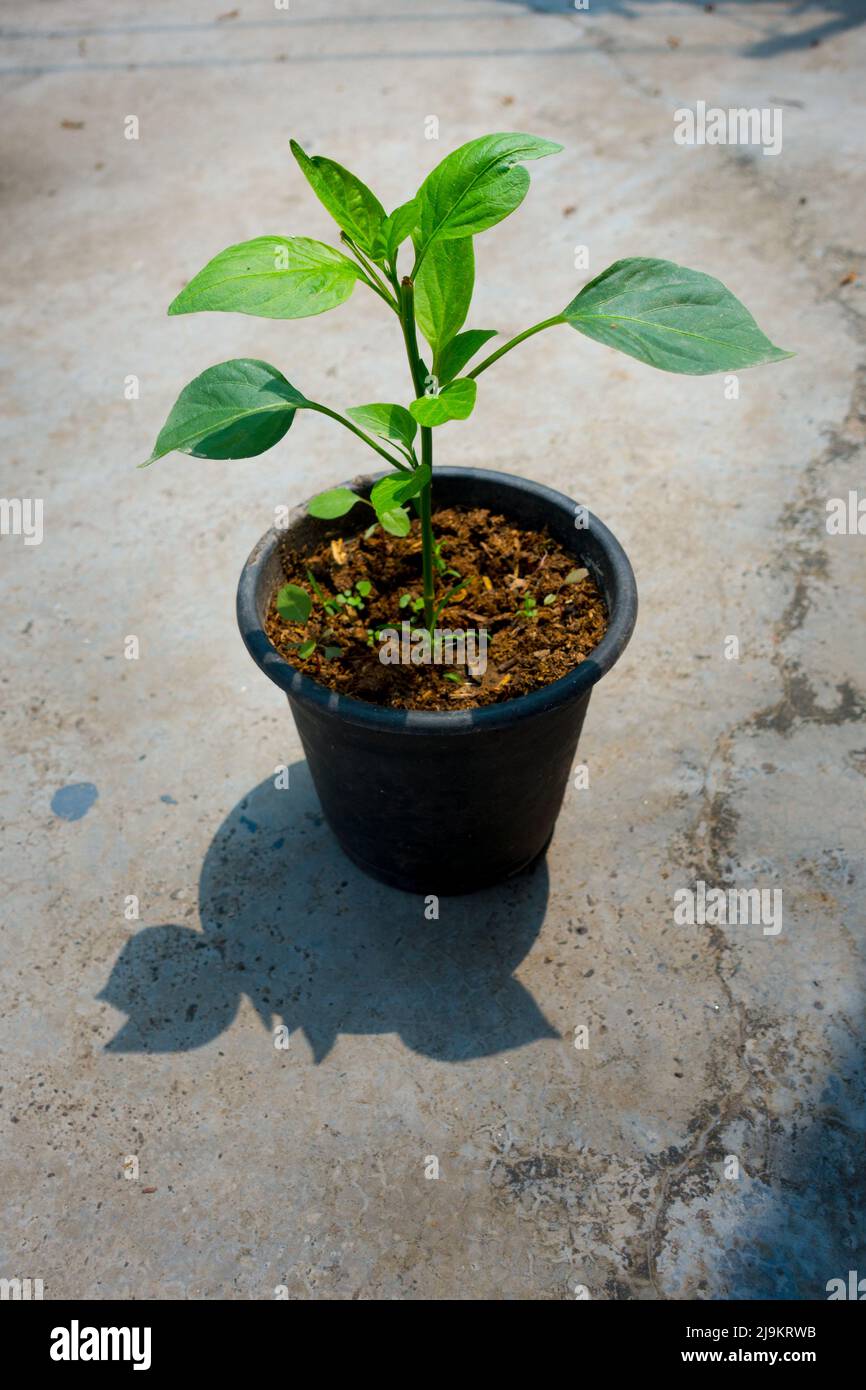 Une petite plante de Capsicum poussant sur un pot dans un ménage indien. Pot de plante vert isolé placé sur un sol en béton. Banque D'Images