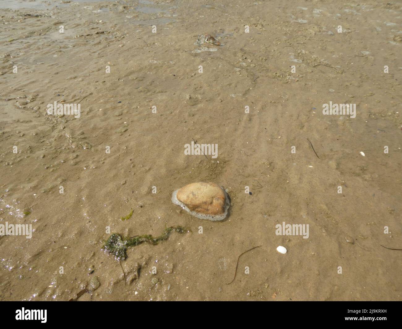 Une seule pierre se trouvant comme un méduse dans le sable au début de l'inondation Banque D'Images