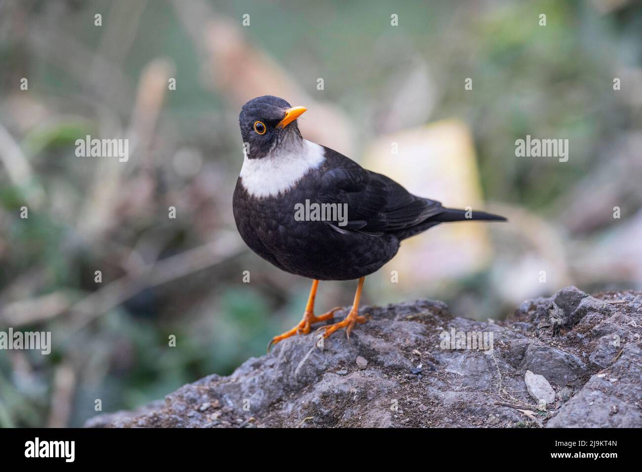 Mâle blackbird à col blanc, Turdus albocinctus, Sattal, Uttarakhand, Inde Banque D'Images