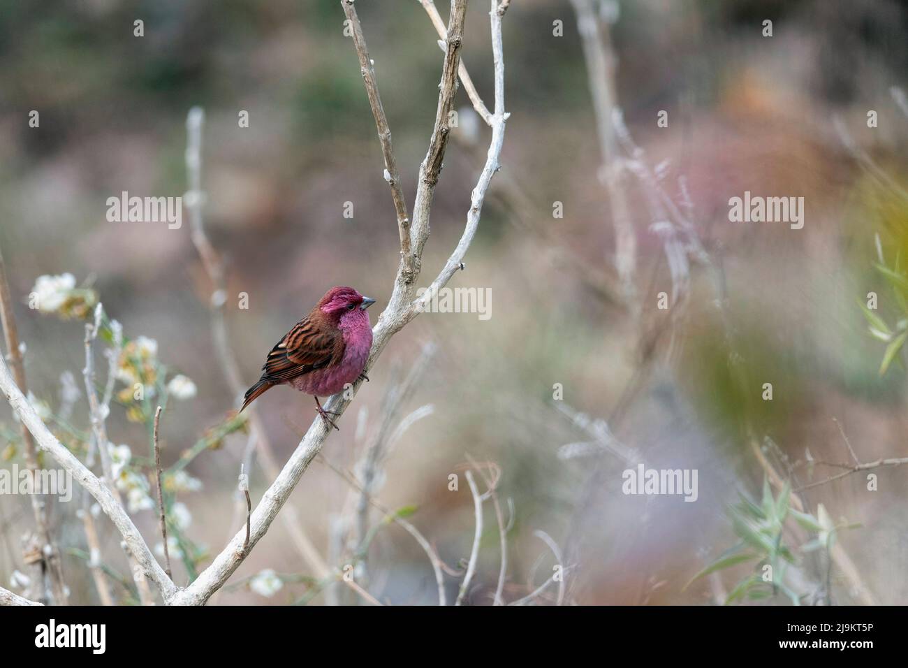 Rosefinch brun rose, mâle, Carpodacus rodochroa, Sattal, Uttarakhand, Inde Banque D'Images