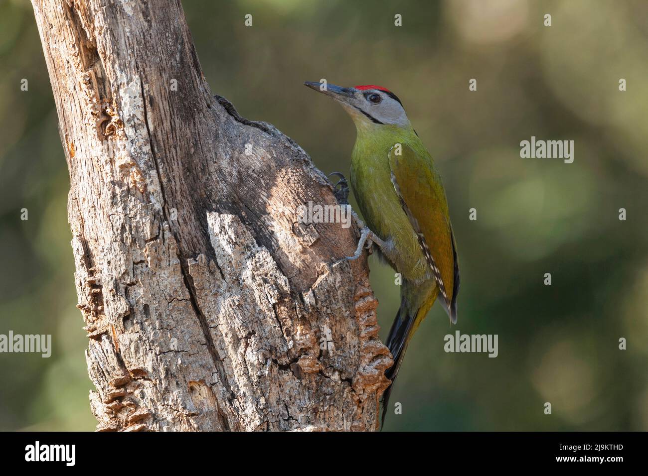 Pic à tête grise mâle, Picus canus, Sattal, Uttarakhand, Inde Banque D'Images