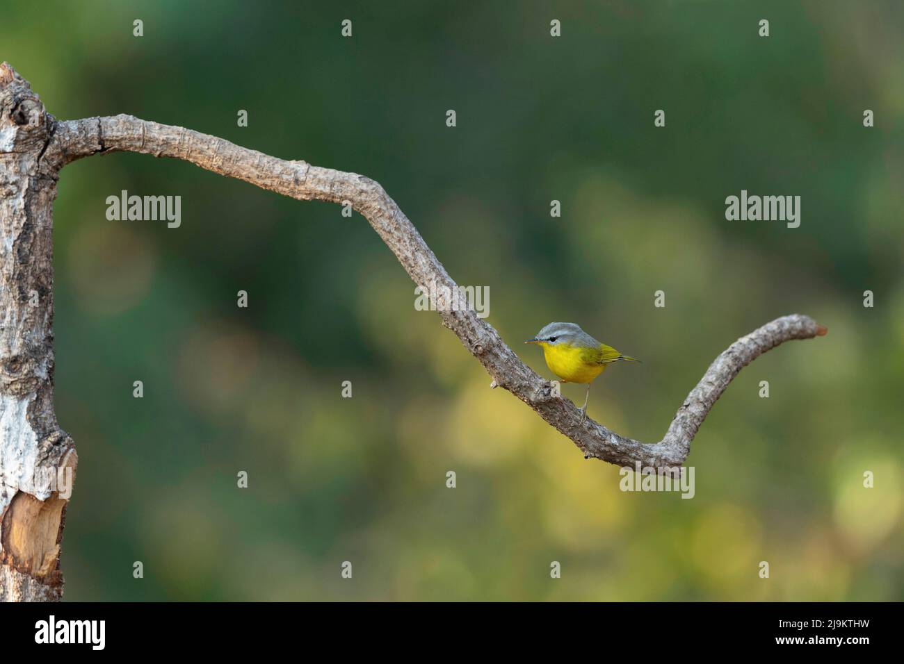 Paruline à capuchon gris, Phylloscopus xanthoschistos, Sattal, Uttarakhand, Inde Banque D'Images