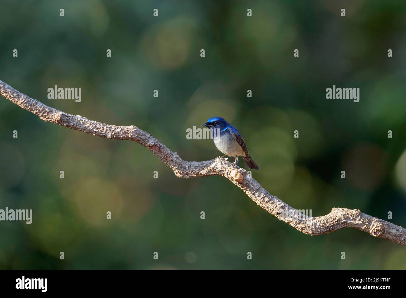 Petite niltava, Niltava macgrigioriae, Sattal, Uttarakhand, Inde Banque D'Images