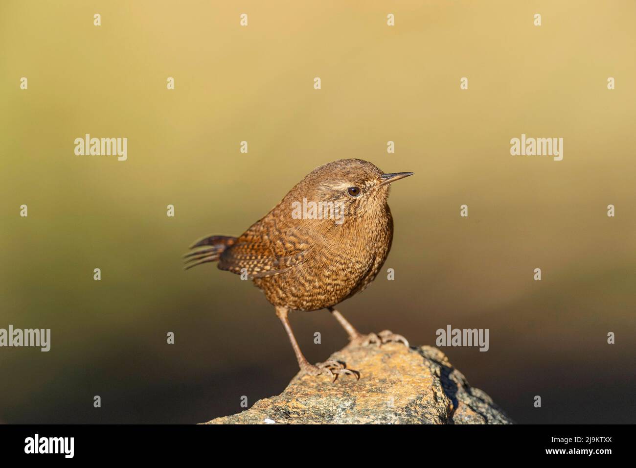 Chopta, Uttarakhand, Inde, wren d'hiver, Troglodytes hiemalis Banque D'Images