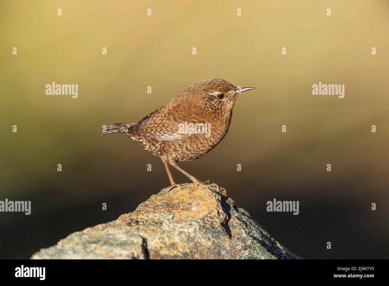 Chopta, Uttarakhand, Inde, wren d'hiver, Troglodytes hiemalis Banque D'Images